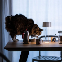 Foscarini Fleur Akku-Tischleuchte in burgundy – Bild 7